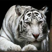 Animali Puzzle Tigre