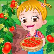Baby Haselnuss-Tomaten-Anbau