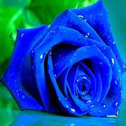 Puzzle Rose Blu