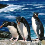 Pingouins Glisser