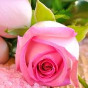 Розовые Розы Головоломки