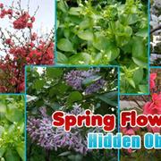 Frühlingsblumen: Versteckte Objekte