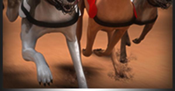 greyhound betting 365